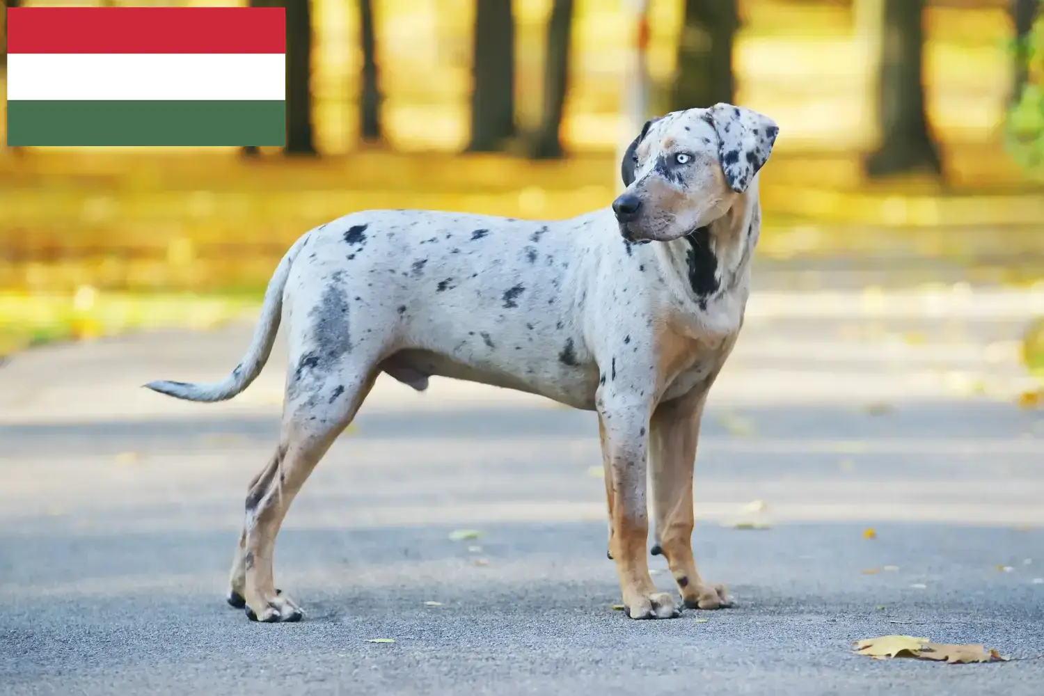 Read more about the article Louisiana Catahoula Leopard hundeopdrætter og hvalpe i Ungarn