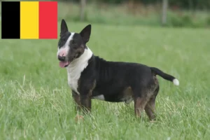 Read more about the article Miniature Bull Terrier opdrættere og hvalpe i Belgien