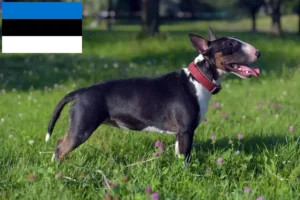 Read more about the article Miniature Bull Terrier opdrættere og hvalpe i Estland