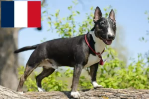 Read more about the article Miniature Bull Terrier opdrættere og hvalpe i Frankrig