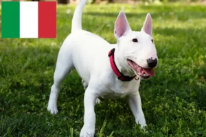 Read more about the article Miniature Bull Terrier opdrættere og hvalpe i Italien