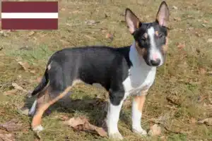 Read more about the article Miniature Bull Terrier opdrættere og hvalpe i Letland