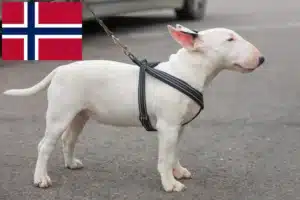 Read more about the article Miniature Bull Terrier opdrættere og hvalpe i Norge