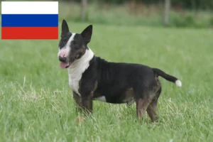 Read more about the article Miniature Bull Terrier opdrættere og hvalpe i Rusland