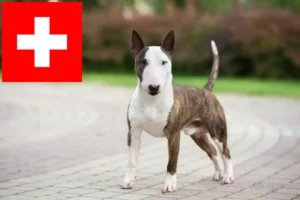 Read more about the article Miniature Bull Terrier opdrættere og hvalpe i Schweiz