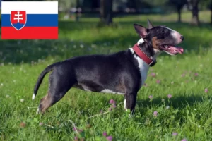 Read more about the article Miniature Bull Terrier opdrættere og hvalpe i Slovakiet