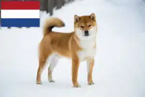 Read more about the article Shiba opdrættere og hvalpe i Holland