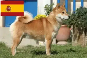 Read more about the article Shiba opdrættere og hvalpe i Spanien