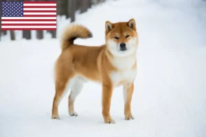 Read more about the article Shiba opdrættere og hvalpe i USA