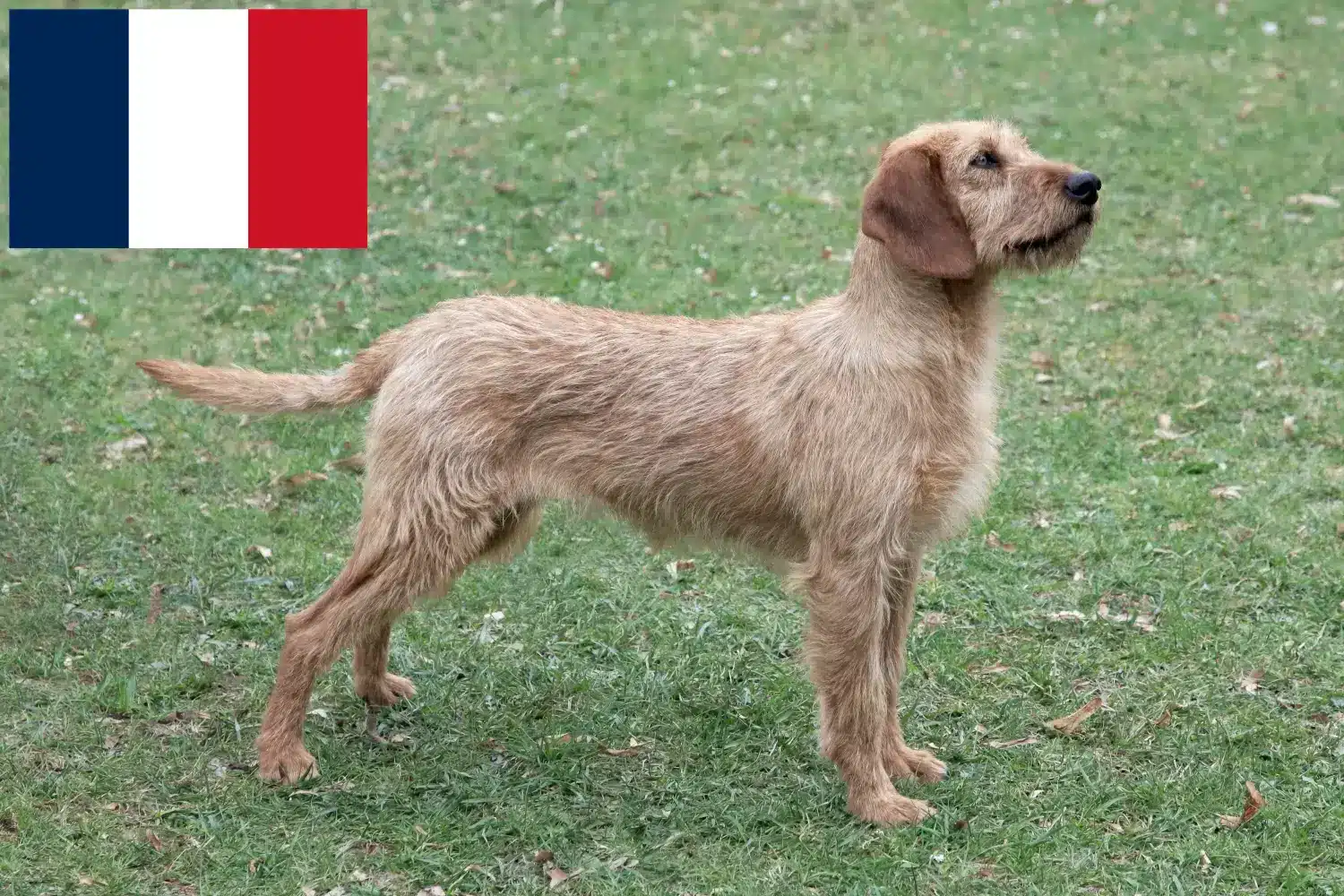 Read more about the article Styrian Wirehaired Dachshund opdrættere og hvalpe i Frankrig