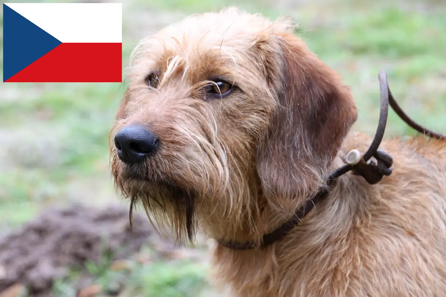 Read more about the article Styrian Wirehaired Dachshund opdrættere og hvalpe i Tjekkiet