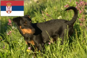 Read more about the article Tysk jagtterrier opdrættere og hvalpe i Serbien