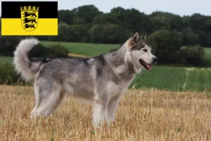 Read more about the article Alaskan Malamute opdrættere og hvalpe i Baden-Württemberg