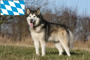 Read more about the article Alaskan Malamute opdrættere og hvalpe i Bayern