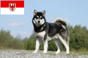 Read more about the article Alaskan Malamute opdrættere og hvalpe i Brandenburg