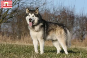 Read more about the article Alaskan Malamute opdrættere og hvalpe i Bremen