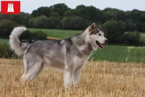 Read more about the article Alaskan Malamute opdrættere og hvalpe i Hamborg