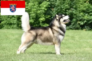 Read more about the article Alaskan Malamute opdrættere og hvalpe i Hessen