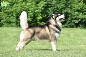 Read more about the article Alaskan Malamute opdrættere og hvalpe i Midtjylland