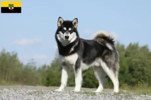 Read more about the article Alaskan Malamute opdrættere og hvalpe i Sachsen-Anhalt