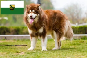 Read more about the article Alaskan Malamute opdrættere og hvalpe i Sachsen