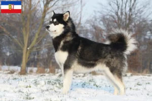 Read more about the article Alaskan Malamute opdrættere og hvalpe i Schleswig-Holstein