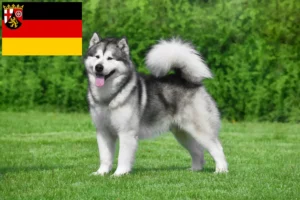 Read more about the article Alaskan Malamute opdrættere og hvalpe i Rheinland-Pfalz