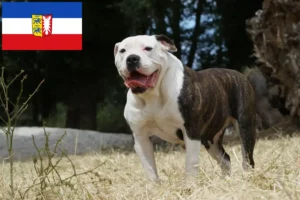 Read more about the article Amerikansk Bulldog opdrættere og hvalpe i Schleswig-Holstein