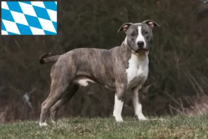 Read more about the article Amerikansk Staffordshire Terrier opdrættere og hvalpe i Bayern