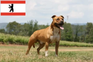 Read more about the article Amerikansk Staffordshire Terrier opdrættere og hvalpe i Berlin