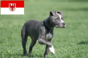 Read more about the article Amerikansk Staffordshire Terrier opdrættere og hvalpe i Brandenburg