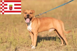 Read more about the article Amerikansk Staffordshire Terrier opdrættere og hvalpe i Bremen