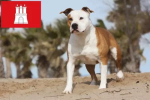 Read more about the article Amerikansk Staffordshire Terrier opdrættere og hvalpe i Hamborg