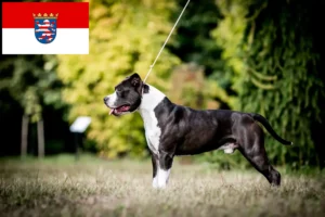 Read more about the article Amerikansk Staffordshire Terrier opdrættere og hvalpe i Hessen