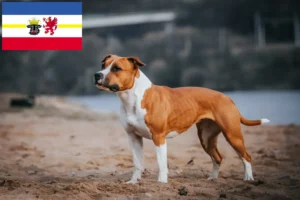 Read more about the article Amerikansk Staffordshire Terrier opdrættere og hvalpe i Mecklenburg-Vorpommern