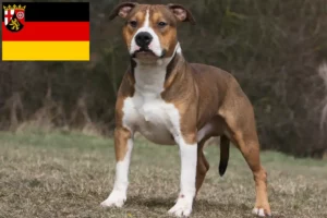 Read more about the article American Staffordshire Terrier opdrættere og hvalpe i Rheinland-Pfalz