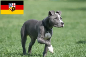 Read more about the article Amerikansk Staffordshire Terrier opdrættere og hvalpe i Saarland