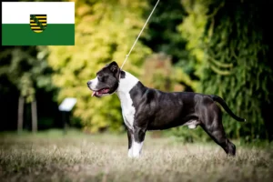 Read more about the article American Staffordshire Terrier opdrættere og hvalpe i Sachsen