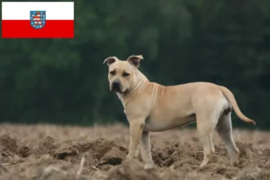 Read more about the article Amerikansk Staffordshire Terrier opdrættere og hvalpe i Thüringen