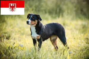 Read more about the article Appenzeller Sennenhundeopdrætter og hvalpe i Brandenburg