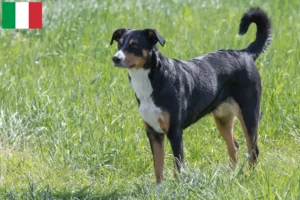 Read more about the article Appenzeller Sennenhundeopdrætter og hvalpe i Italien