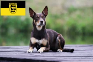 Read more about the article Australian Kelpie opdrættere og hvalpe i Baden-Württemberg