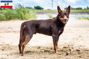 Read more about the article Australian Kelpie opdrættere og hvalpe i Mecklenburg-Vorpommern