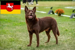 Read more about the article Australian Kelpie opdrættere og hvalpe i Niedersachsen