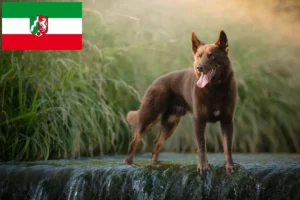 Read more about the article Australian Kelpie opdrættere og hvalpe i Nordrhein-Westfalen