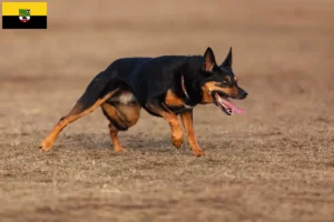 Read more about the article Australian Kelpie opdrættere og hvalpe i Sachsen-Anhalt