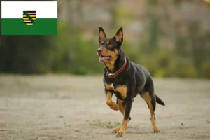 Read more about the article Australian Kelpie opdrættere og hvalpe i Sachsen