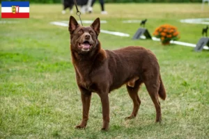 Read more about the article Australian Kelpie opdrættere og hvalpe i Schleswig-Holstein