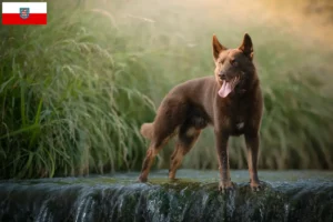 Read more about the article Australian Kelpie opdrættere og hvalpe i Thüringen