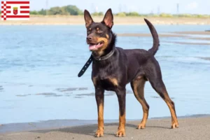 Read more about the article Australian Kelpie opdrætter og hvalpe i Bremen